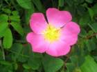 img_4446_small.jpg