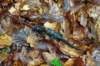 dsc03515_small.jpg