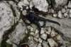 dsc03526_small.jpg