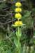 dsc03532_small.jpg