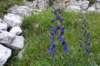 dsc03563_small.jpg