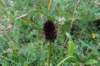 dsc03577_small.jpg