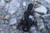 dsc03605_small.jpg