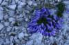 dsc03618_small.jpg