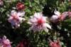 dsc03674_small.jpg