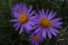 dsc03780_small.jpg