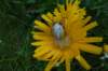 dsc03818_small.jpg