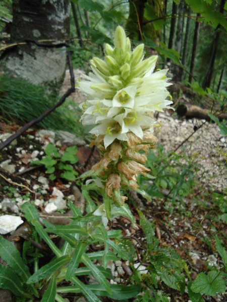 dsc07661.jpg