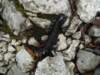 dsc07665_small.jpg