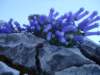 dsc07690_small.jpg