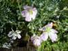 dsc07698_small.jpg