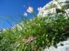 dsc07700_small.jpg