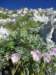 dsc07712_small.jpg
