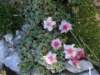 dsc07714_small.jpg