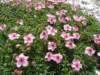 dsc07726_small.jpg