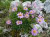 dsc07730_small.jpg