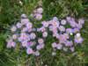 dsc07731_small.jpg