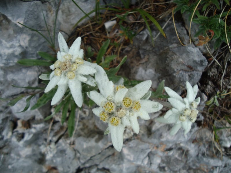 dsc07732.jpg
