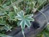 dsc07734_small.jpg