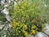 dsc07737_small.jpg